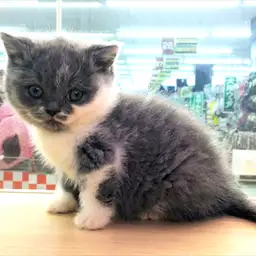 ブリティッシュショートヘア