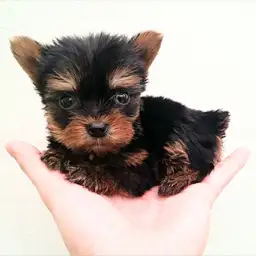 ヨークシャーテリア