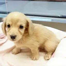 ミニチュア・ダックスフント