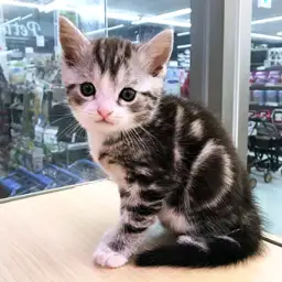 スコティッシュフォールド