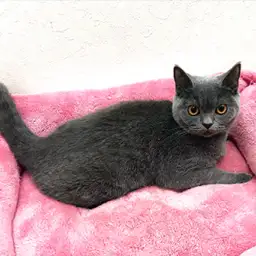 ブリティッシュショートヘア