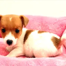 ジャックラッセルテリア