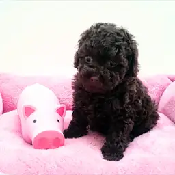 トイ・プードル