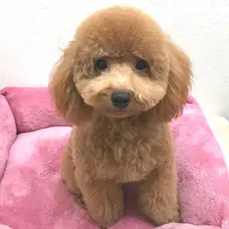 トイ・プードル