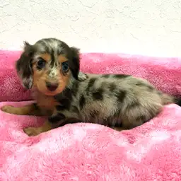 ミニチュア・ダックスフント