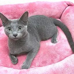 ロシアンブルー