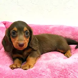 ミニチュア・ダックスフント