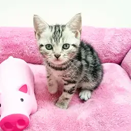 アメリカンショートヘア