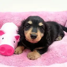 ミニチュア・ダックスフント