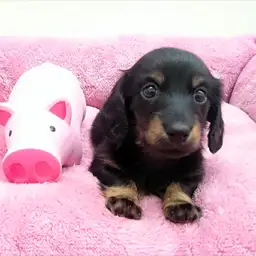 ミニチュア・ダックスフント
