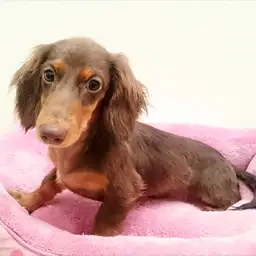 ミニチュア・ダックスフント