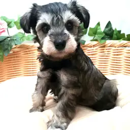 ミニチュア・シュナウザー