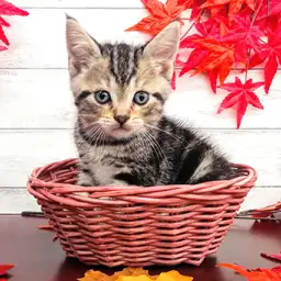 アメリカンショートヘア