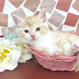 スコティッシュフォールド