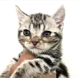 アメリカンショートヘア