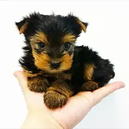 ヨークシャーテリア