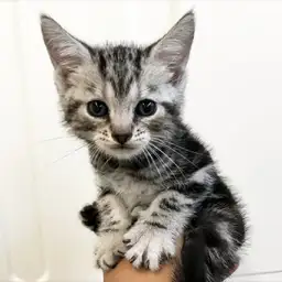 アメリカンショートヘア