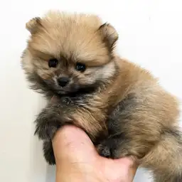ポメラニアン