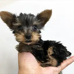 ヨークシャーテリア