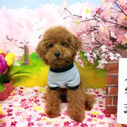 トイ・プードル