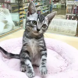 アメリカンショートヘア