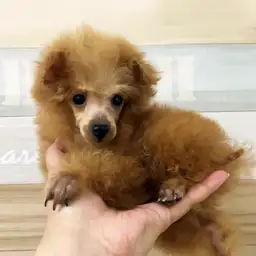 トイ・プードル