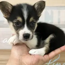 ウェルシュコーギーペンブローク