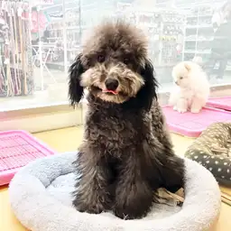 トイ・プードル