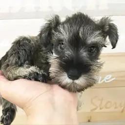 ミニチュア・シュナウザー