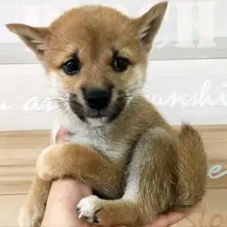 柴犬