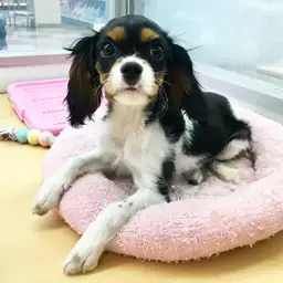 キャバリア・キングチャールズ・スパニエル