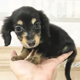 カニンヘン・ダックスフント