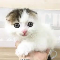 スコティッシュフォールド