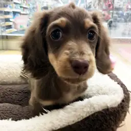 ミニチュア・ダックスフント