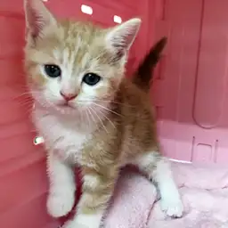 アメリカンショートヘア