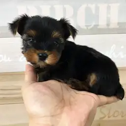 ヨークシャーテリア