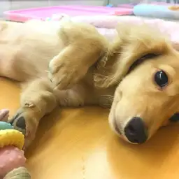 ミニチュア・ダックスフント