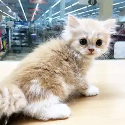 スコティッシュフォールド