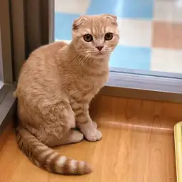 スコティッシュフォールド