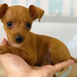 ミニチュア・ピンシャー