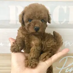 トイ・プードル