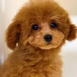 トイ・プードル