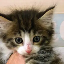 ノルウェージャンフォレストキャット