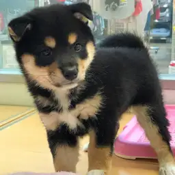 柴犬
