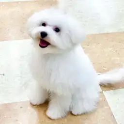 ビションフリーゼ