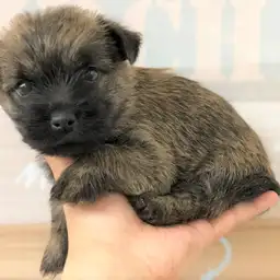 ケアーンテリア