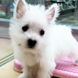 ウェストハイランドホワイトテリア