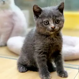 ブリティッシュショートヘア