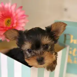 ヨークシャーテリア