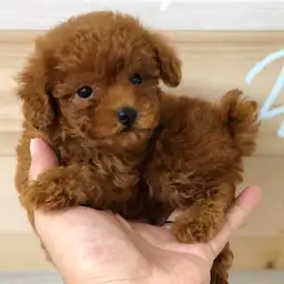 トイ・プードル